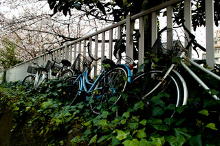 自転車お休み中