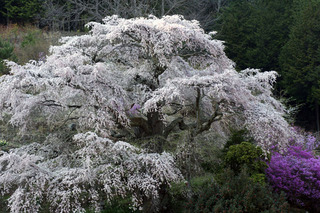 花風