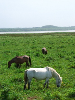 馬と湖
