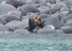 知床のクマさん