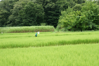 夏休み