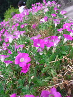 花の中を歩く