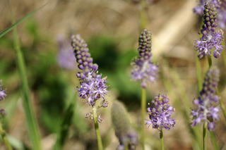 野の花