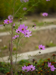 花よ