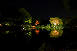 清澄庭園(夜)