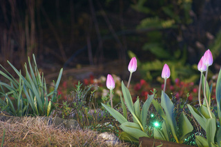 秘密の花園