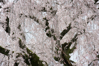 しだれ桜