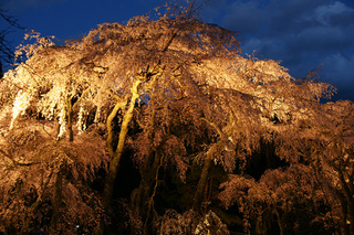 夜桜