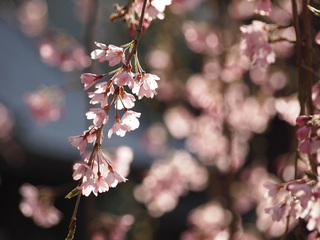 桜色