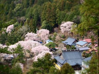 桜の里２