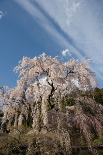 春爛漫