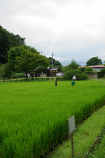 すくすく