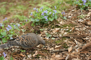 山鳩