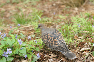 山鳩