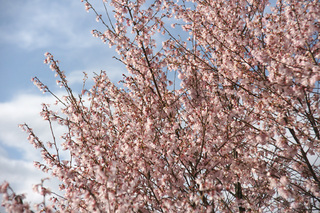 桜と桃