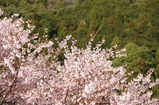 桜と桃