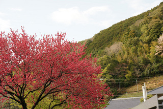 桜と桃