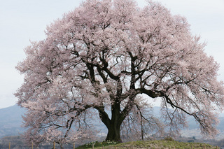 王仁塚の桜