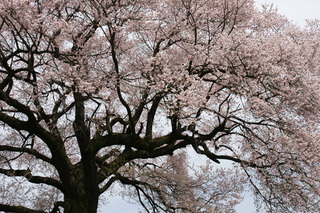 王仁塚の桜