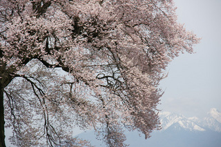 王仁塚の桜