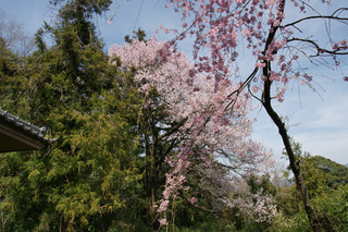 こんな桜もいいでしょ