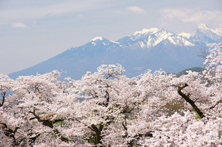 それぞれの春