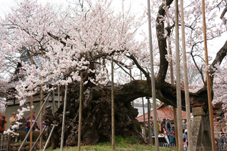 神代桜