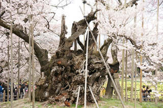 神代桜